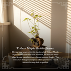Mini Trident Maple Bonsai