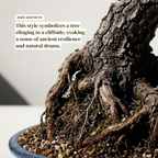 Literati-Style Japanese Black Pine – Twisted Trunk Evergreen Bonsai