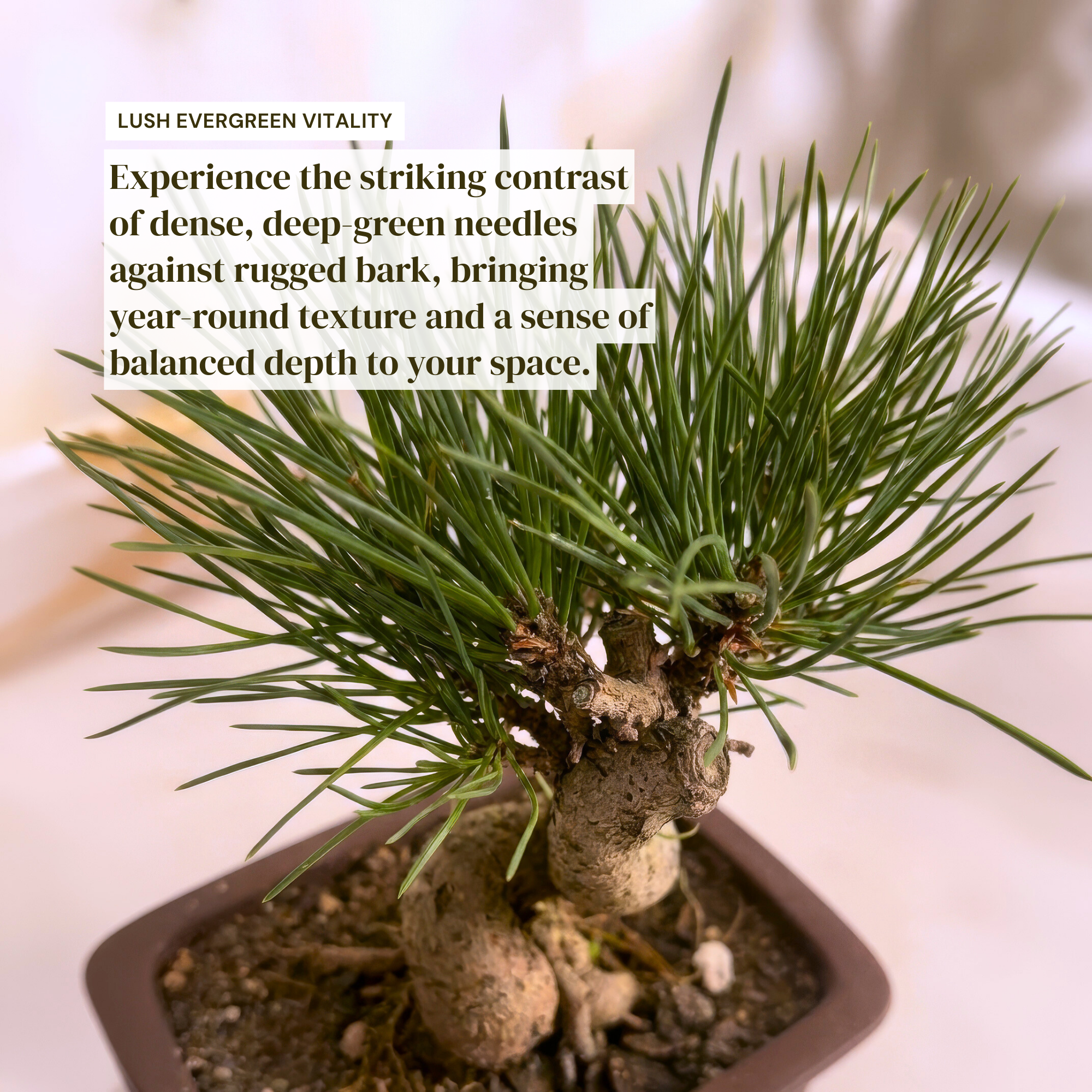 Long-Needle Japanese Black Pine Bonsai – Time in Pot Long-Needle Japanese Black Pine Bonsai – Time in Pot
