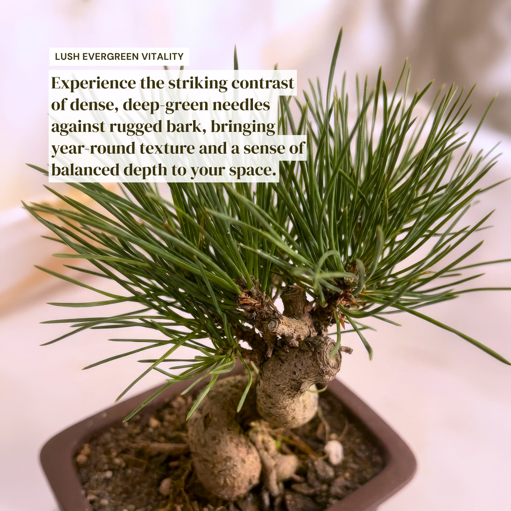Long-Needle Japanese Black Pine Bonsai