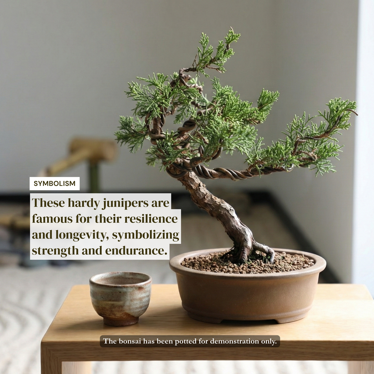 Wired Shimpaku Juniper Bonsai Tree - Artistic Twisted Trunk Juniperus chinensis,Hand-Styled Artistic Juniper Bonsai,Live Mini Bonsai