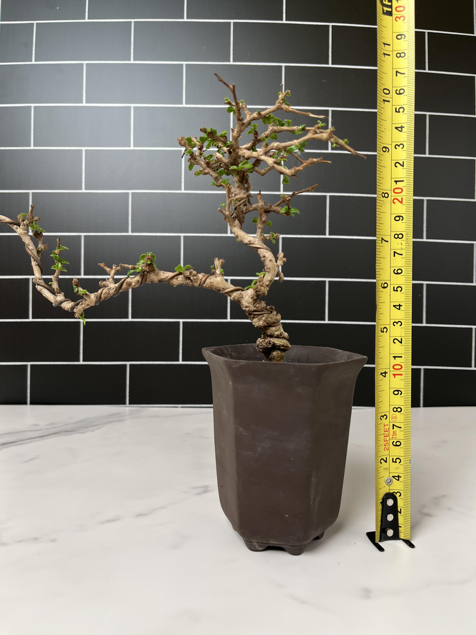 Mini Fukien Tea Bonsai