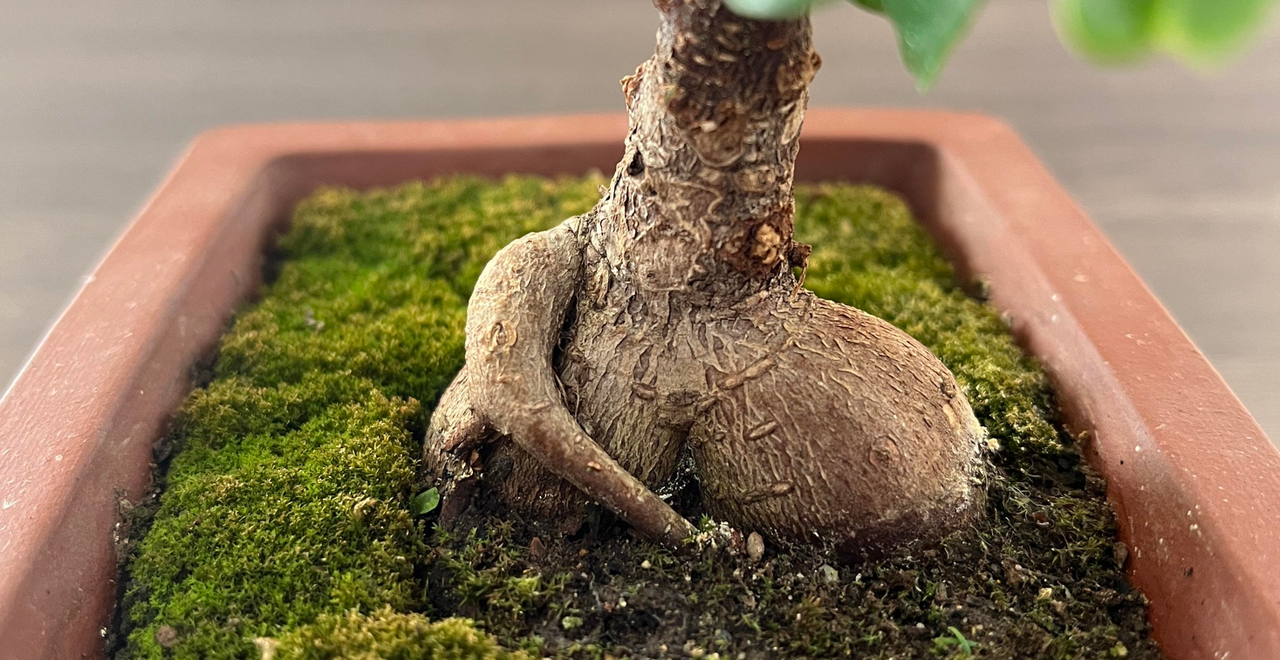 Ginseng Ficus Bonsai