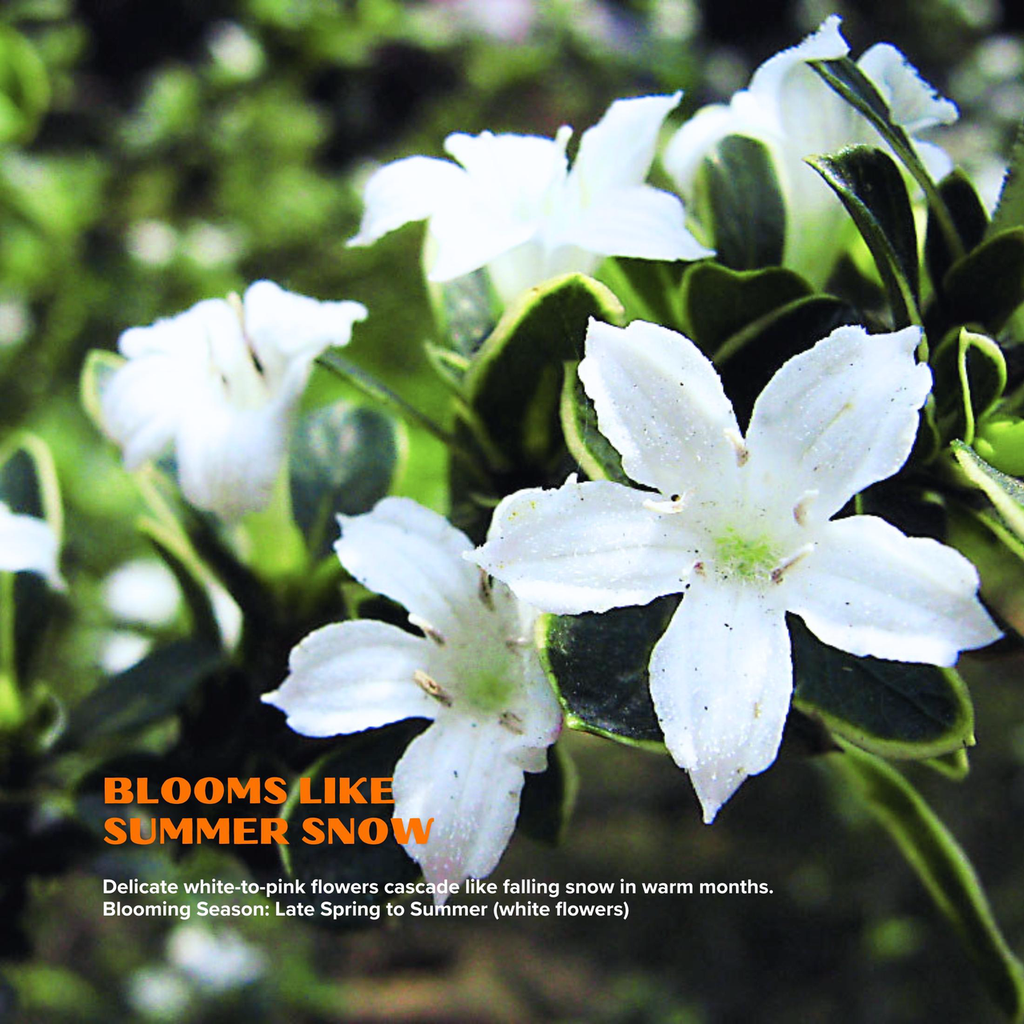 "Snow in June" Mini Variegated Snowrose Bonsai