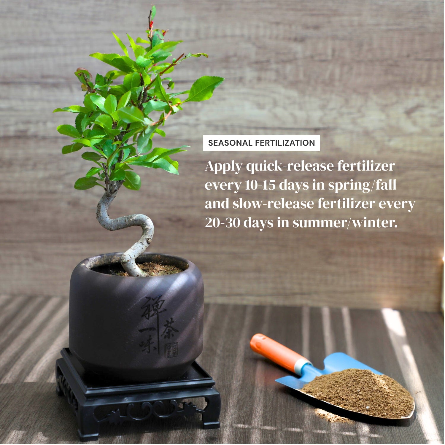 Mini Quince Bonsai