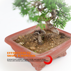 Shimpaku Juniper Cypress Bonsai