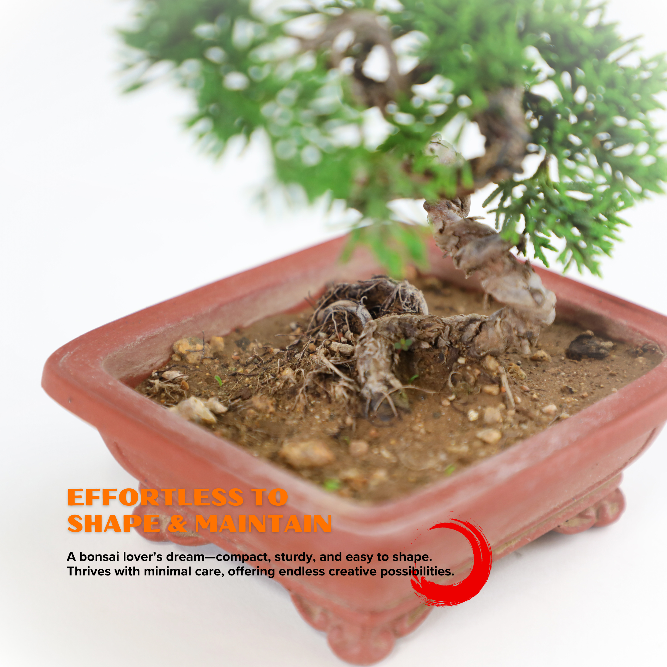 Shimpaku Juniper Cypress Bonsai