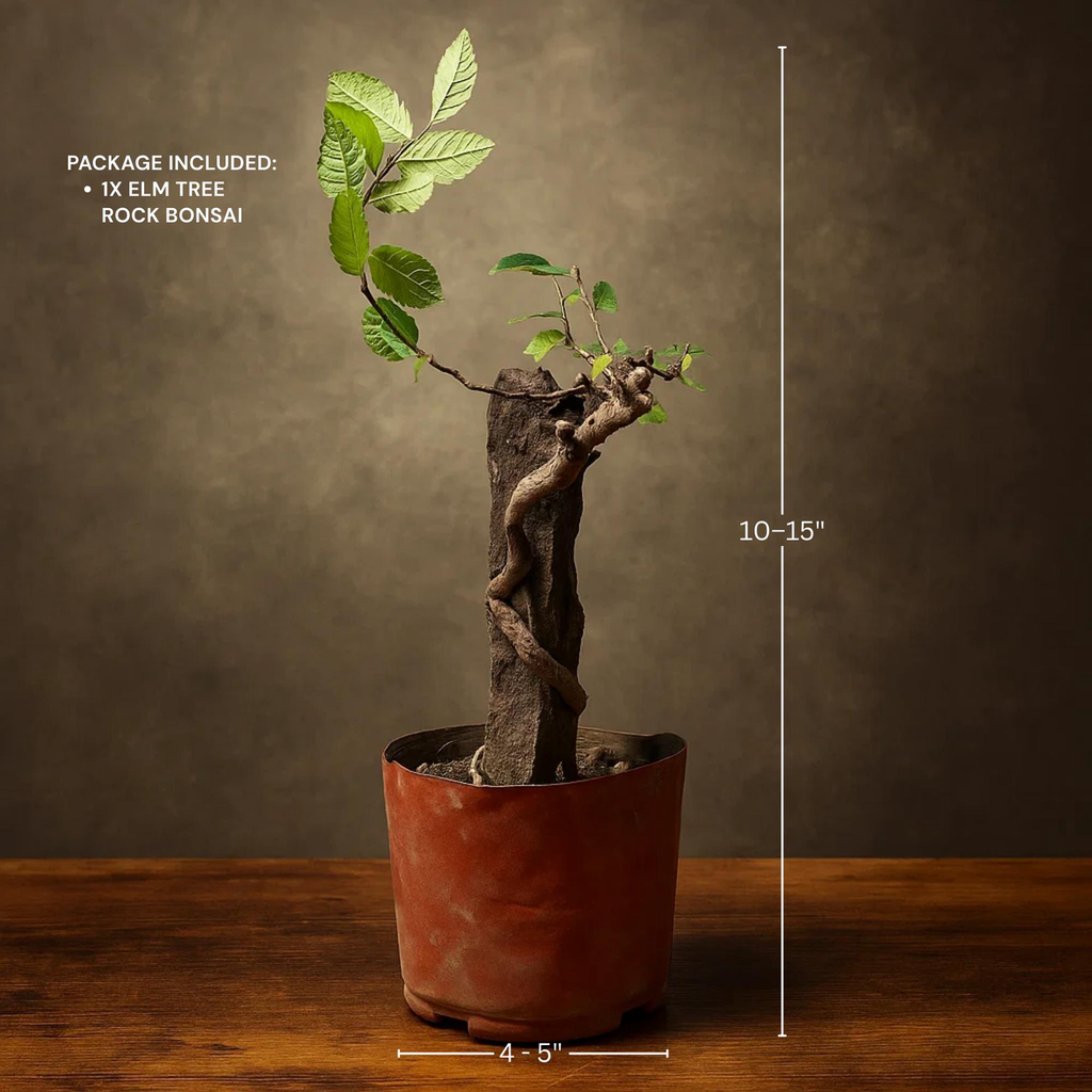 Chinese Elm Bonsai Tree