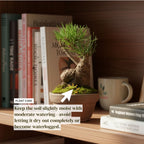 Hand-Cultivated Japanese Black Pine Bonsai with Sculptural Ball-Shaped Trunk