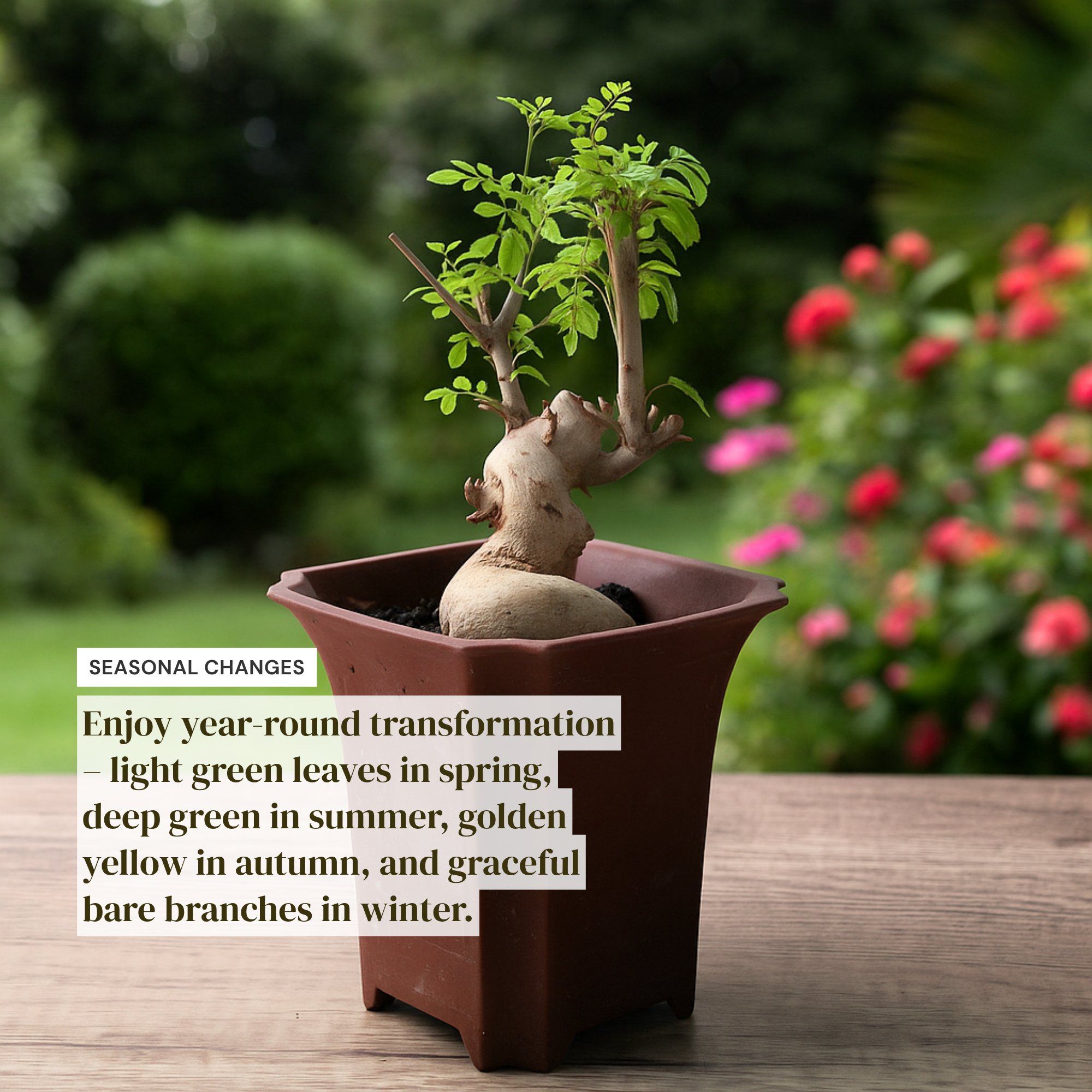 Ash Bonsai Old Stump – 10-Year-Old Mini Bonsai with Thick Trunk