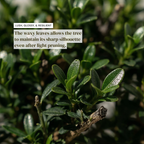 Mini Japanese Boxwood Christmas Tree Bonsai