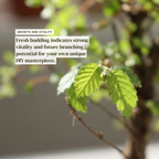 Chinese Elm Bonsai Tree Seedling