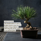 Long-Needle Japanese Black Pine Bonsai