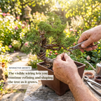 Wired Shimpaku Juniper Bonsai Tree - Hand-Styled Artistic Twisted Trunk