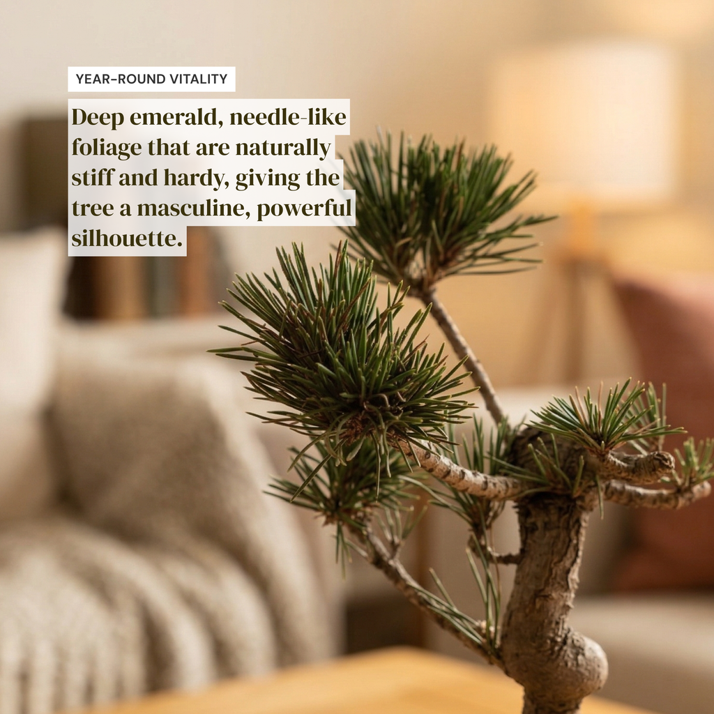 Literati-Style Japanese Black Pine – Twisted Trunk Evergreen Bonsai