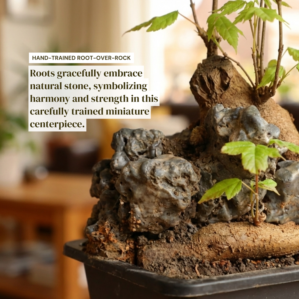 Mini Trident Maple Bonsai
