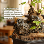 Mini Trident Maple Bonsai