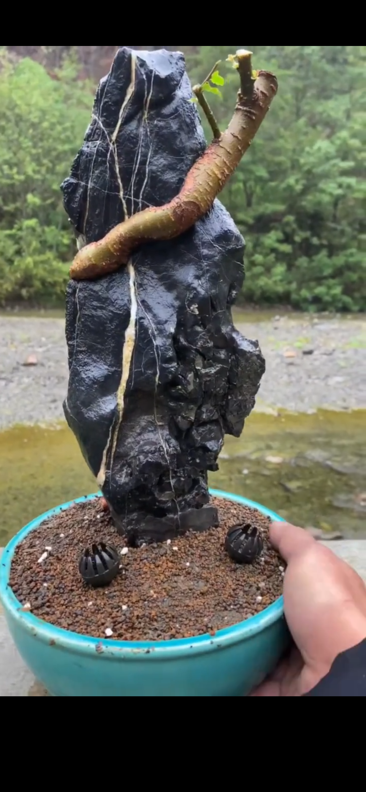 Chinese Elm Bonsai Tree