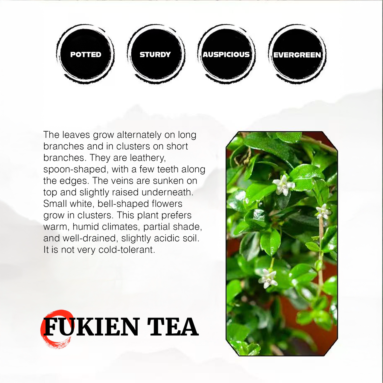 Mini Fukien Tea Bonsai