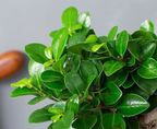 Ginseng Ficus Bonsai