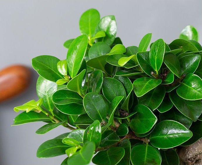 Ginseng Ficus Bonsai