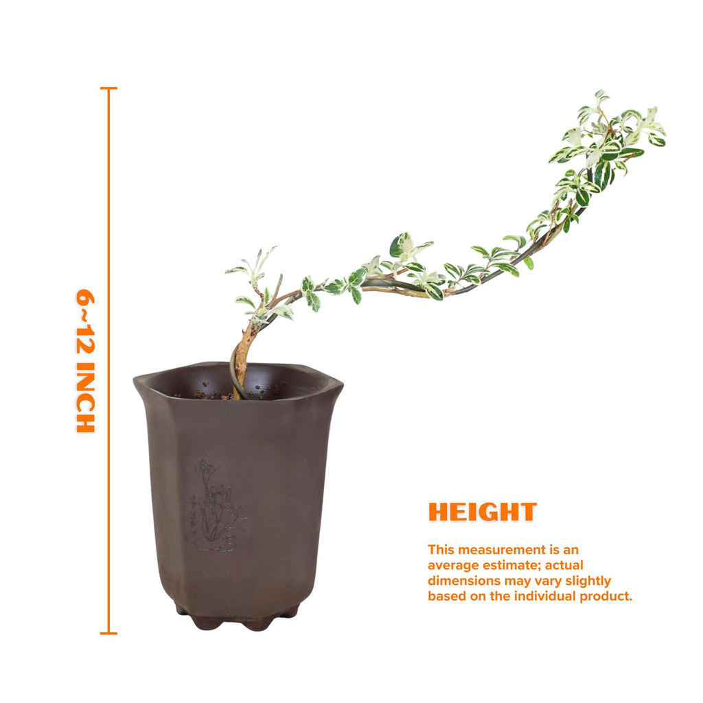 "Snow in June" Mini Variegated Snowrose Bonsai