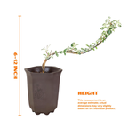 "Snow in June" Mini Variegated Snowrose Bonsai