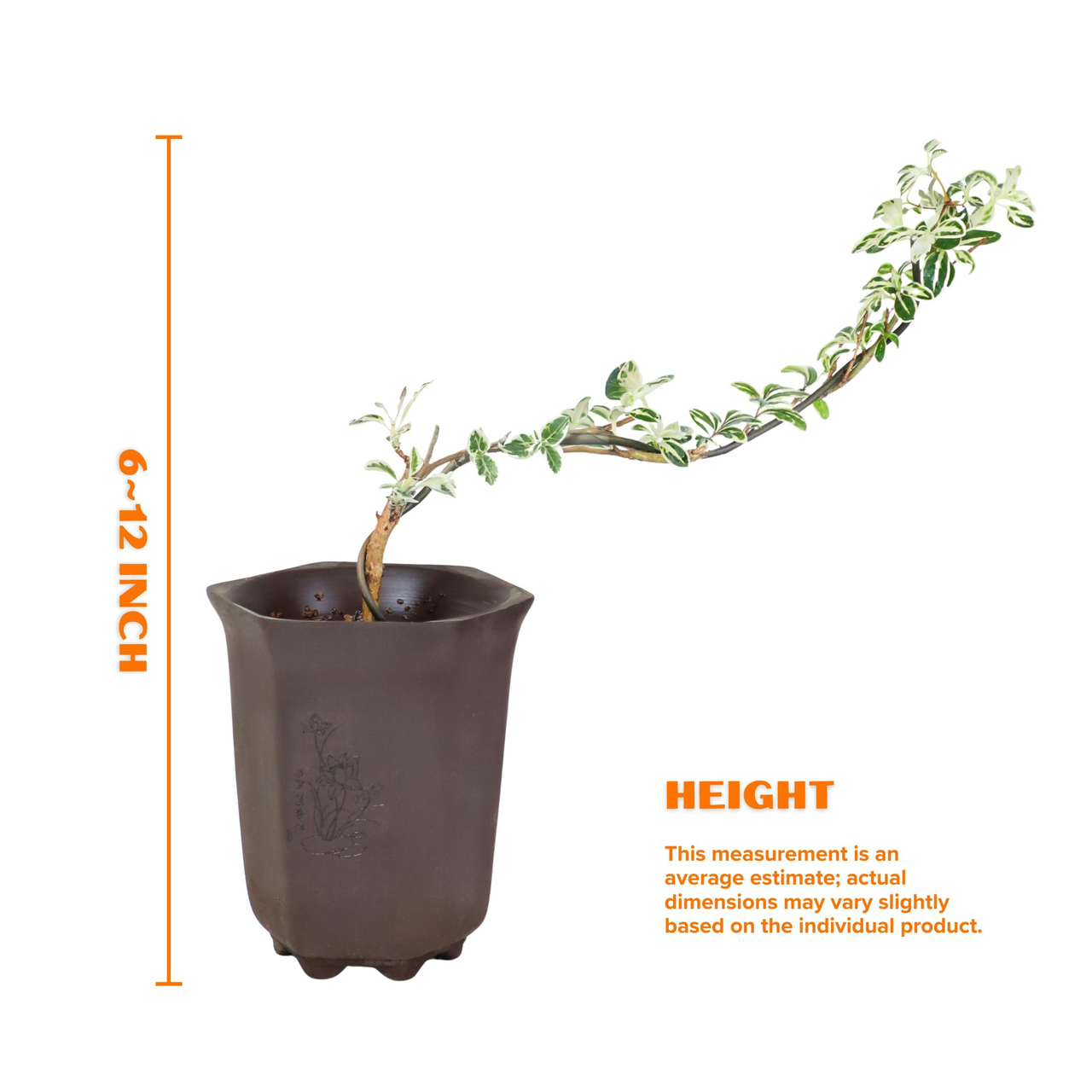 "Snow in June" Mini Variegated Snowrose Bonsai