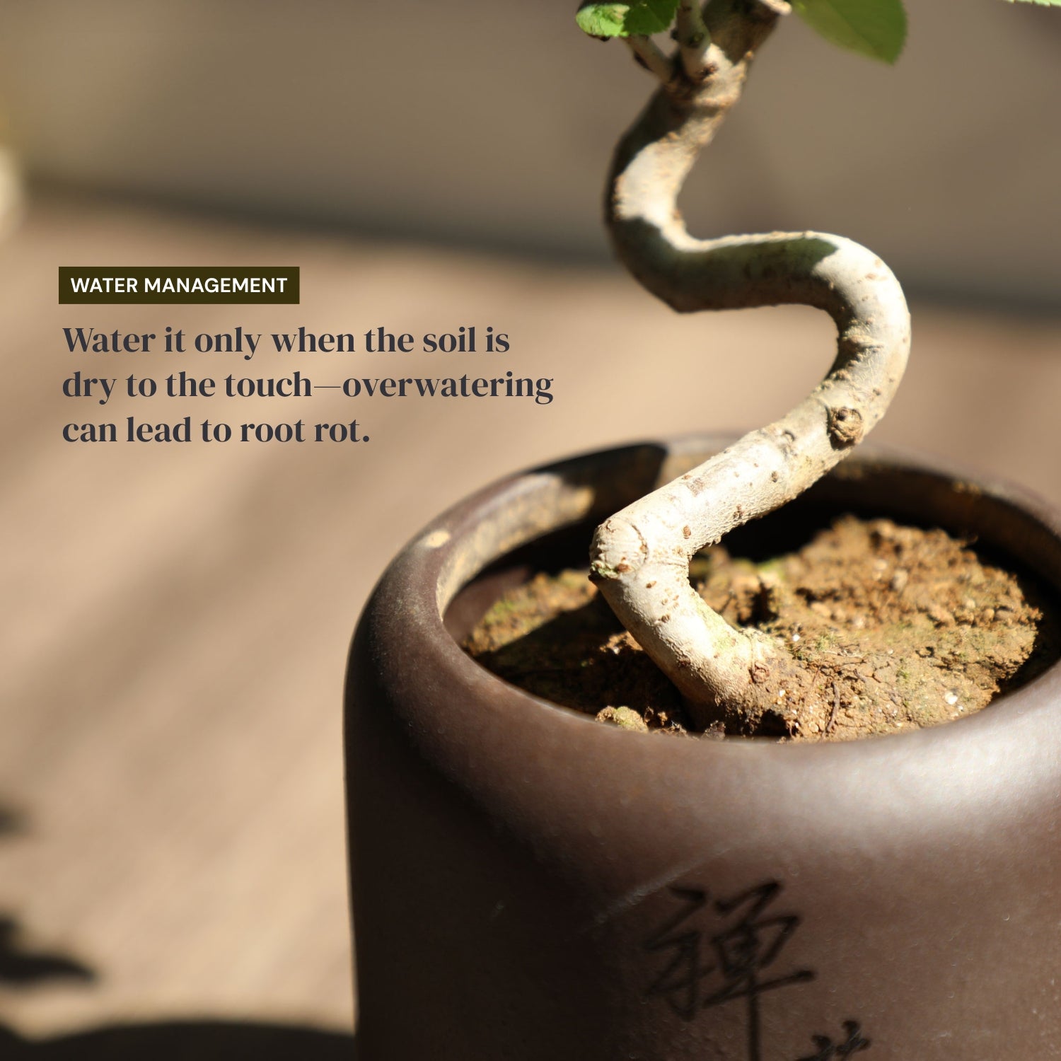 Mini Quince Bonsai