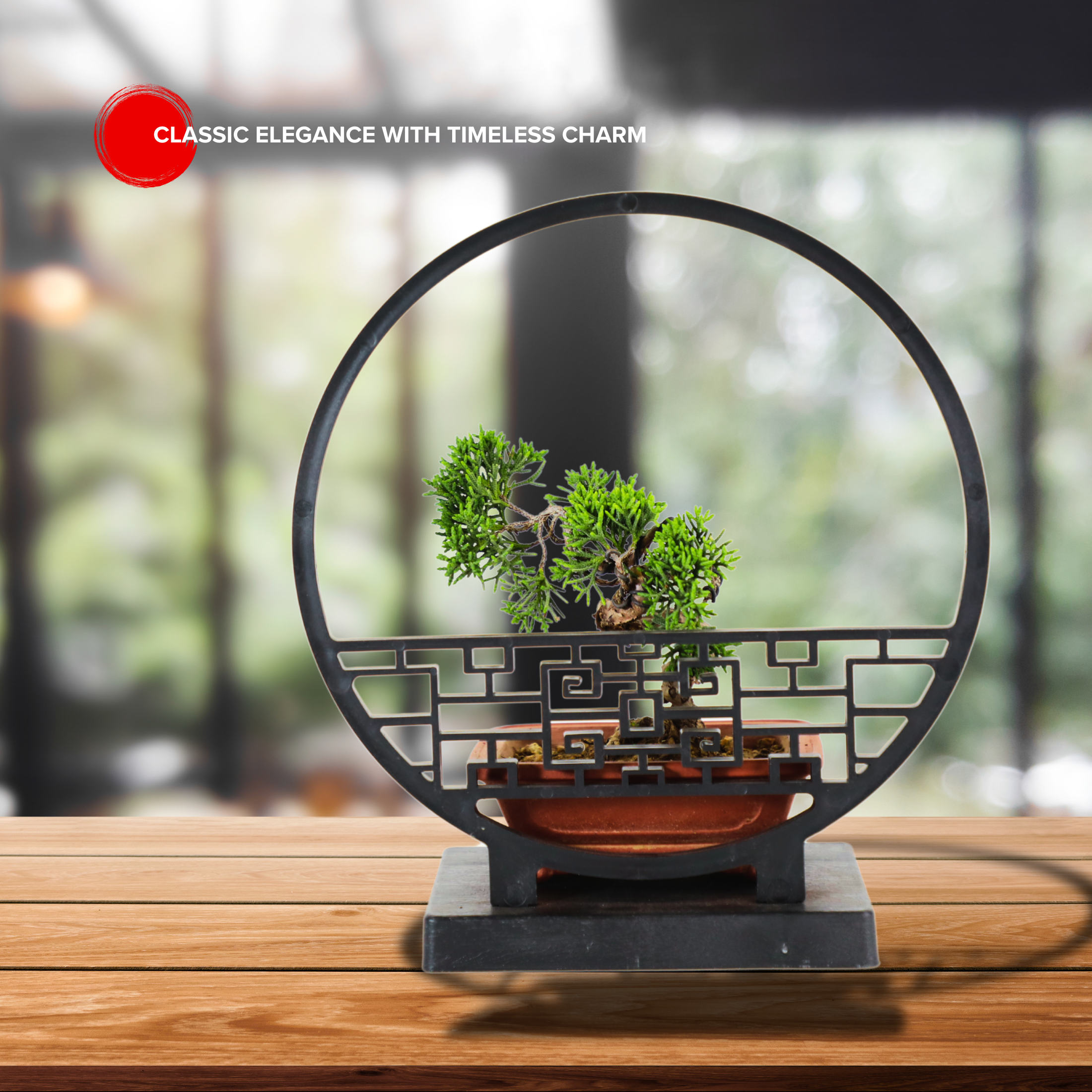Shimpaku Juniper Cypress Bonsai