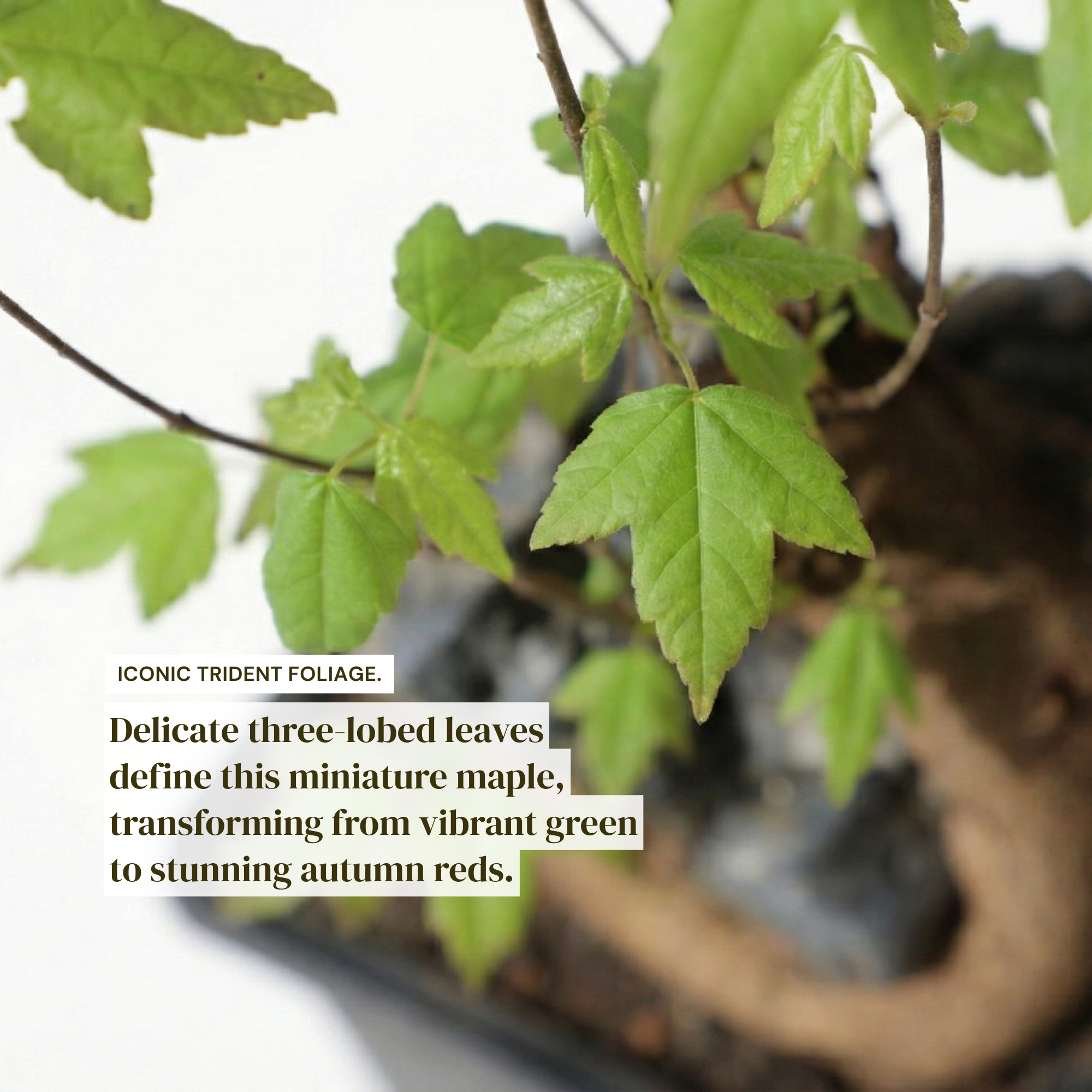 Mini Trident Maple Bonsai