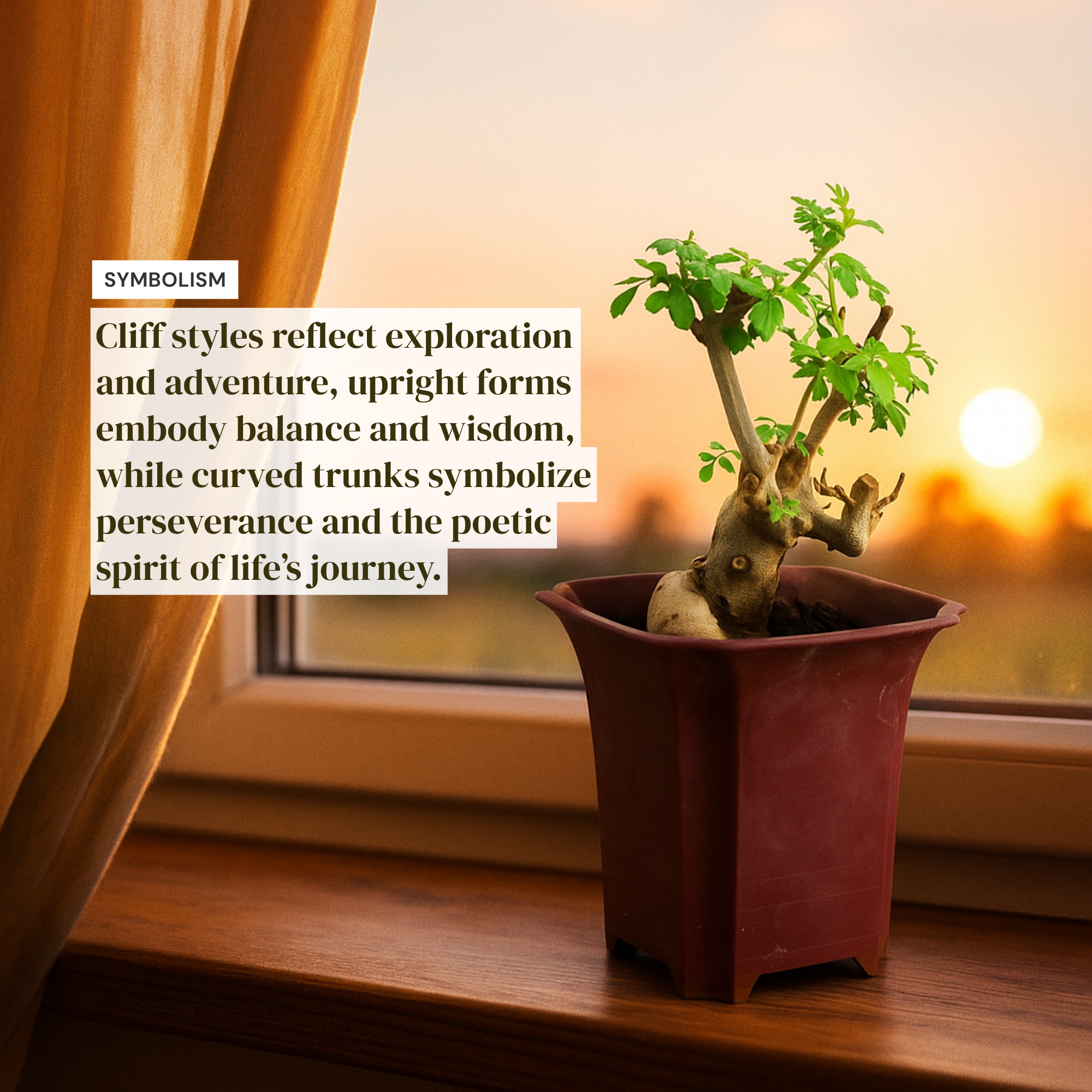 Ash Bonsai Old Stump – 10-Year-Old Mini Bonsai with Thick Trunk