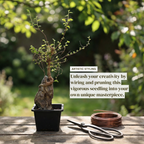 Chinese Elm Bonsai Tree Seedling
