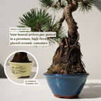 Literati-Style Japanese Black Pine – Twisted Trunk Evergreen Bonsai