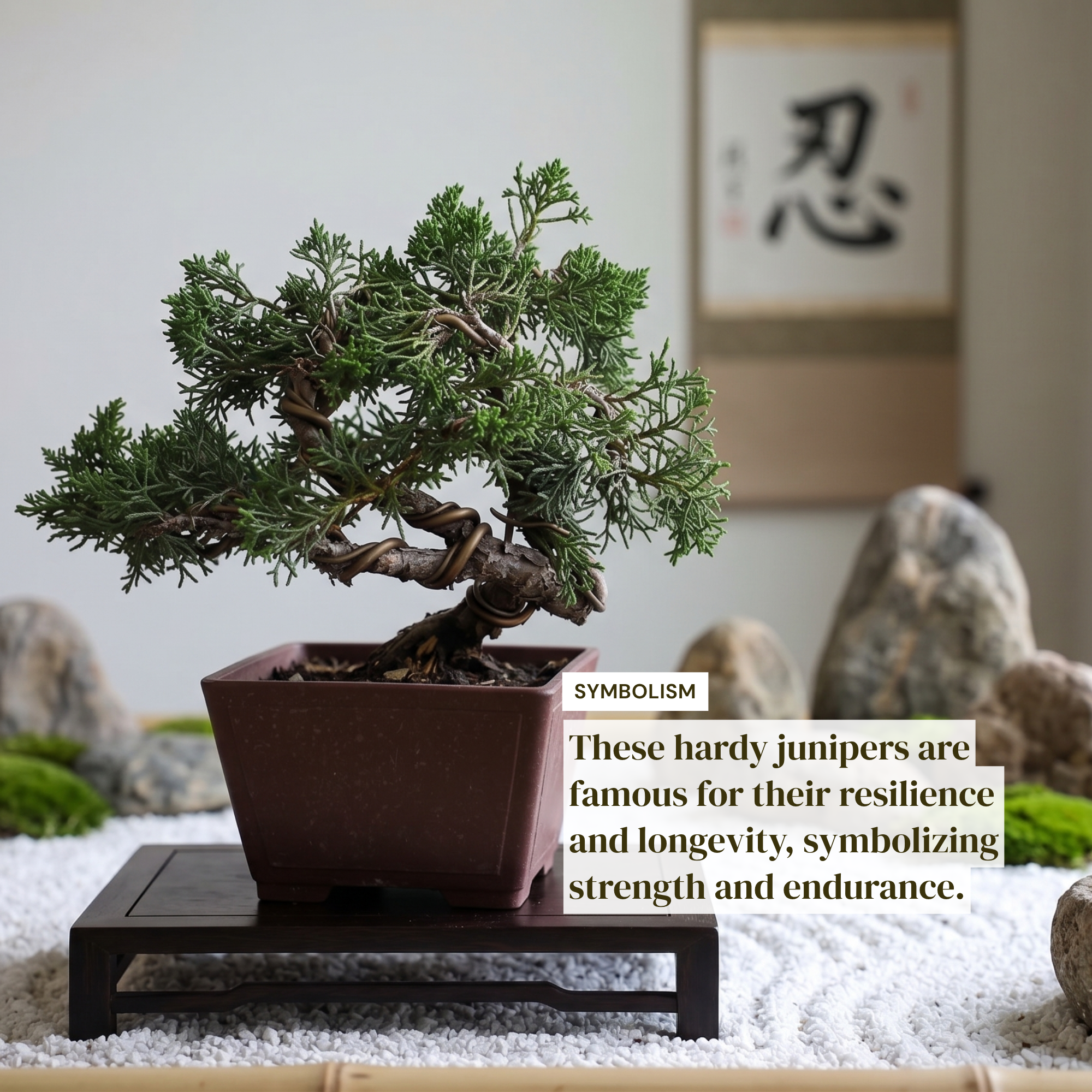 Wired Shimpaku Juniper Bonsai Tree - Hand-Styled Artistic Twisted Trunk