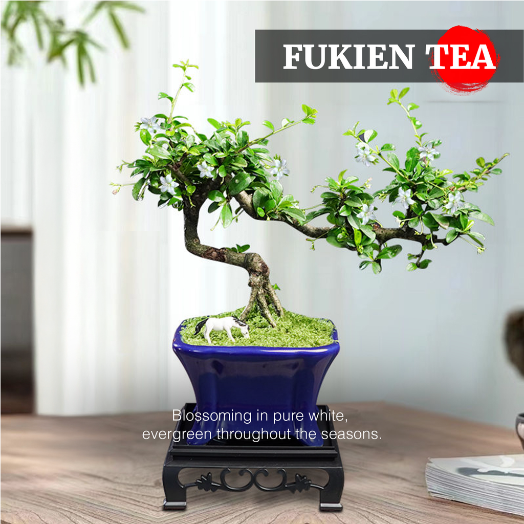 Mini Fukien Tea Bonsai