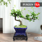 Mini Fukien Tea Bonsai