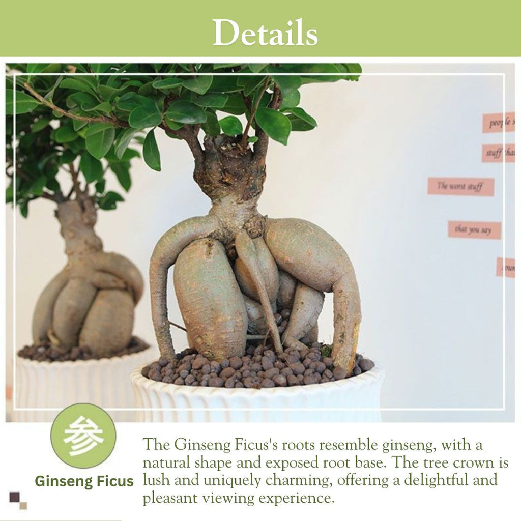 Ginseng Ficus Bonsai