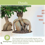 Ginseng Ficus Bonsai