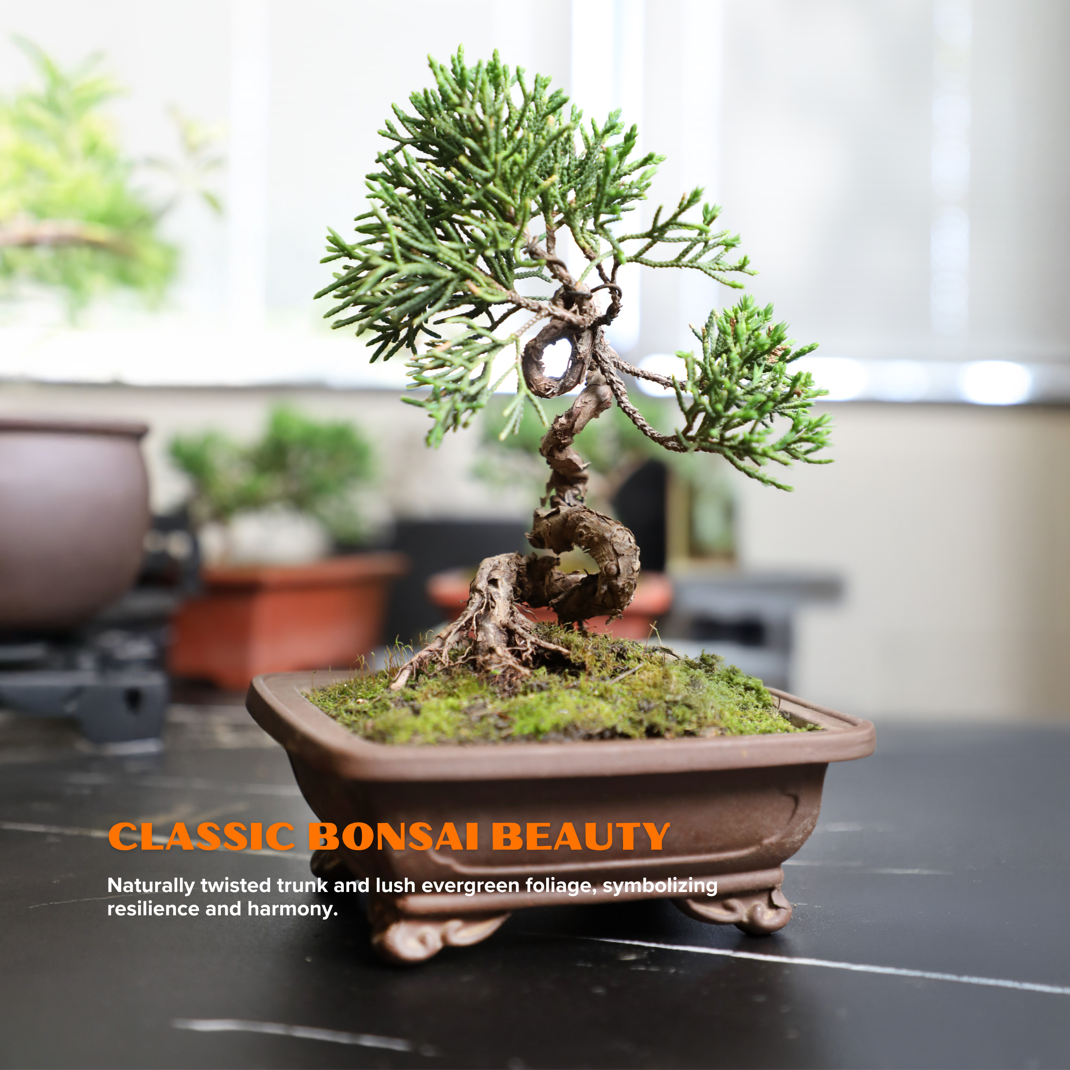 Shimpaku Juniper Cypress Bonsai