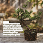 Wired Shimpaku Juniper Bonsai Tree - Hand-Styled Artistic Twisted Trunk