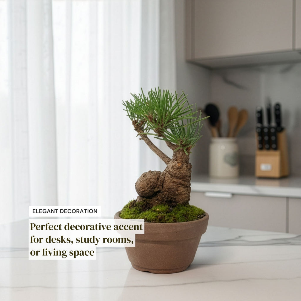Hand-Cultivated Japanese Black Pine Bonsai with Sculptural Ball-Shaped Trunk
