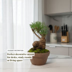 Hand-Cultivated Japanese Black Pine Bonsai with Sculptural Ball-Shaped Trunk