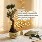 Literati-Style Japanese Black Pine – Twisted Trunk Evergreen Bonsai