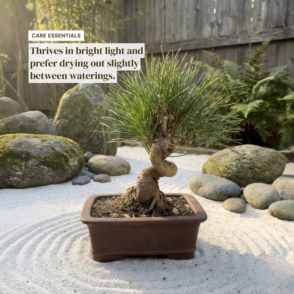 Long-Needle Japanese Black Pine Bonsai