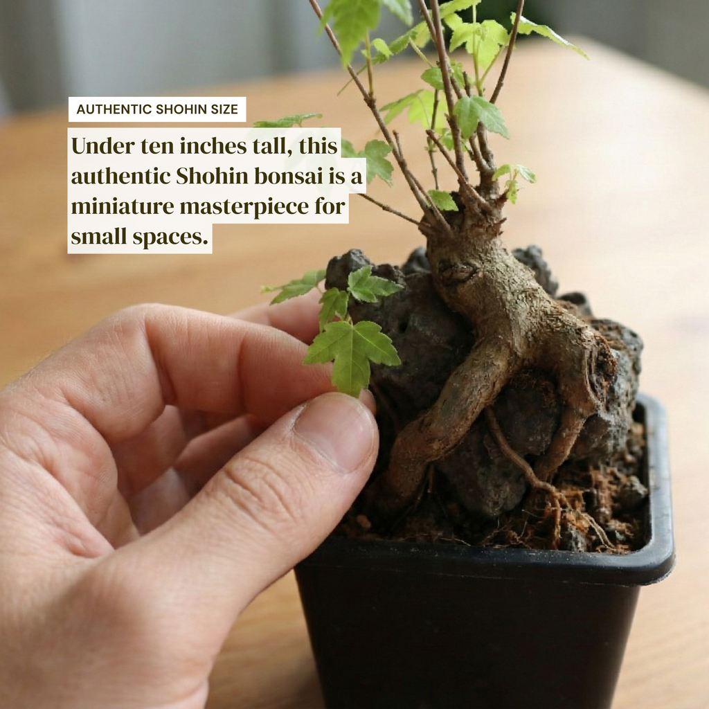 Mini Trident Maple Bonsai