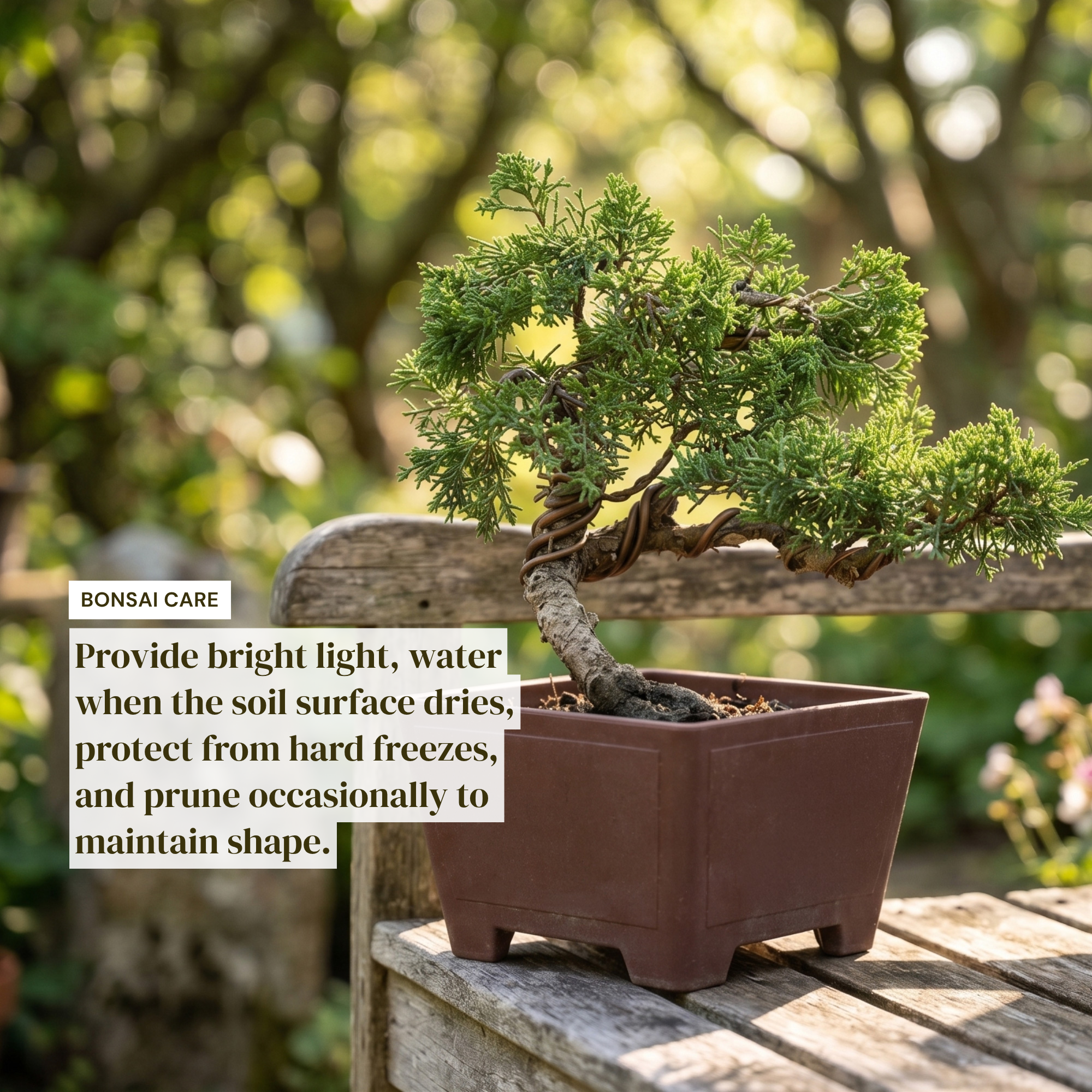Wired Shimpaku Juniper Bonsai Tree - Hand-Styled Artistic Twisted Trunk