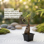 Chinese Elm Bonsai Tree Seedling