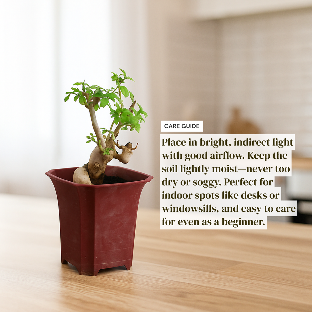 Ash Bonsai Old Stump – 10-Year-Old Mini Bonsai with Thick Trunk