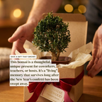 Mini Japanese Boxwood Christmas Tree Bonsai
